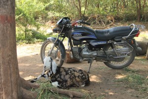 Ziegen und Motorrad │ goats and motorbike